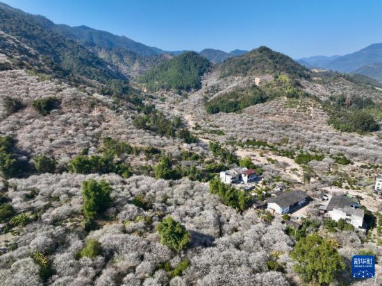 福建永泰：梅花飘香迎客来