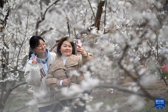 甘肃陇南：樱桃花海绘春色